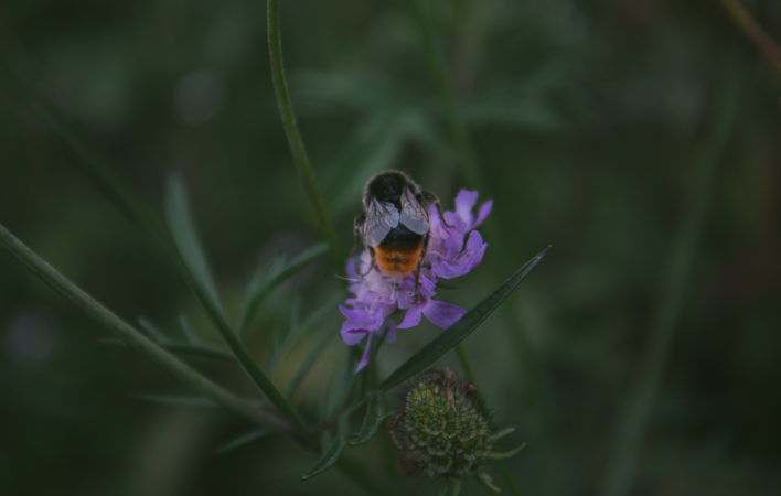 Bienen und Bauern retten, Europäische Bürgerinitiative Bienen, Bienen retten, Petition Bienen retten, Petition Pestizide abschaffen