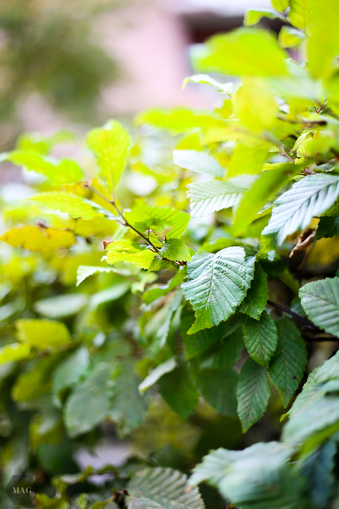 nachhaltigkeit, nachhalten, begriff der nachhaltigkeit, was ist eigentlich nachhaltigkeit, woher kommt der begriff nachhaltig, definition nachhaltig