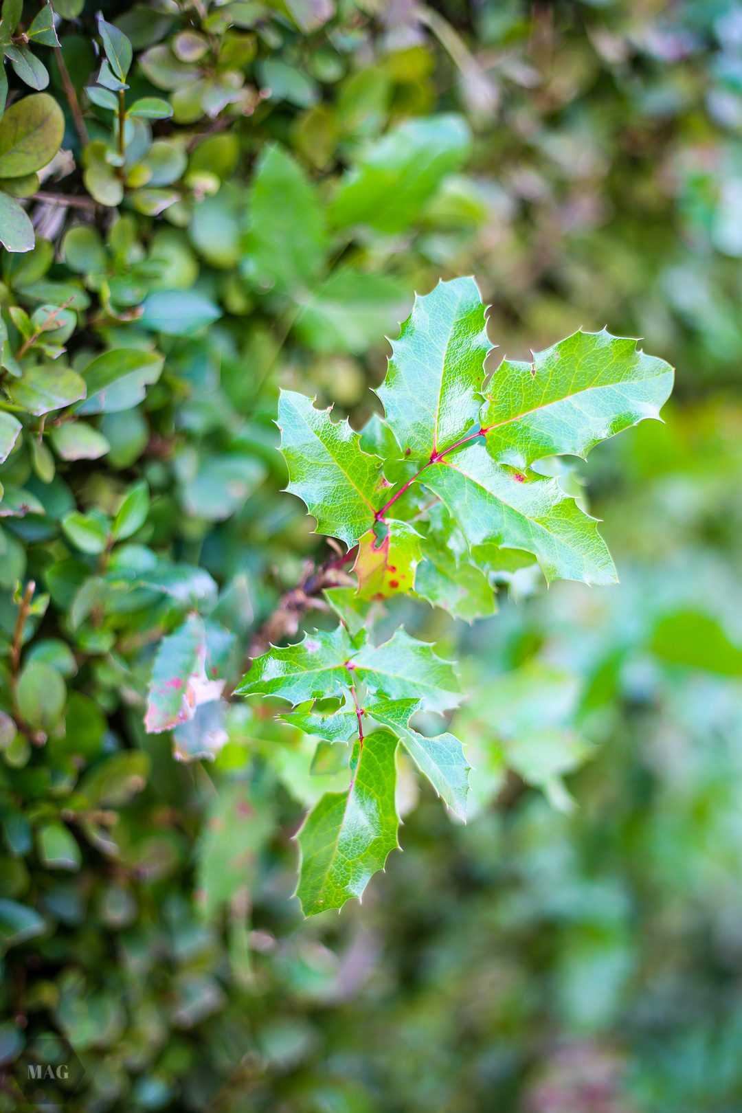 vegan geworden, veganismus, vegan werden, warum vegan