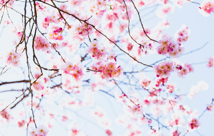 aussterben von arten, Frühling, Kirschblüten, Blumen, nachhaltig, nachhaltiger blog, Evolution und das aussterben von arten, aussterben von arten, Frühlingsgedanken, Frühlingsgefühle, Frühlingsblumen