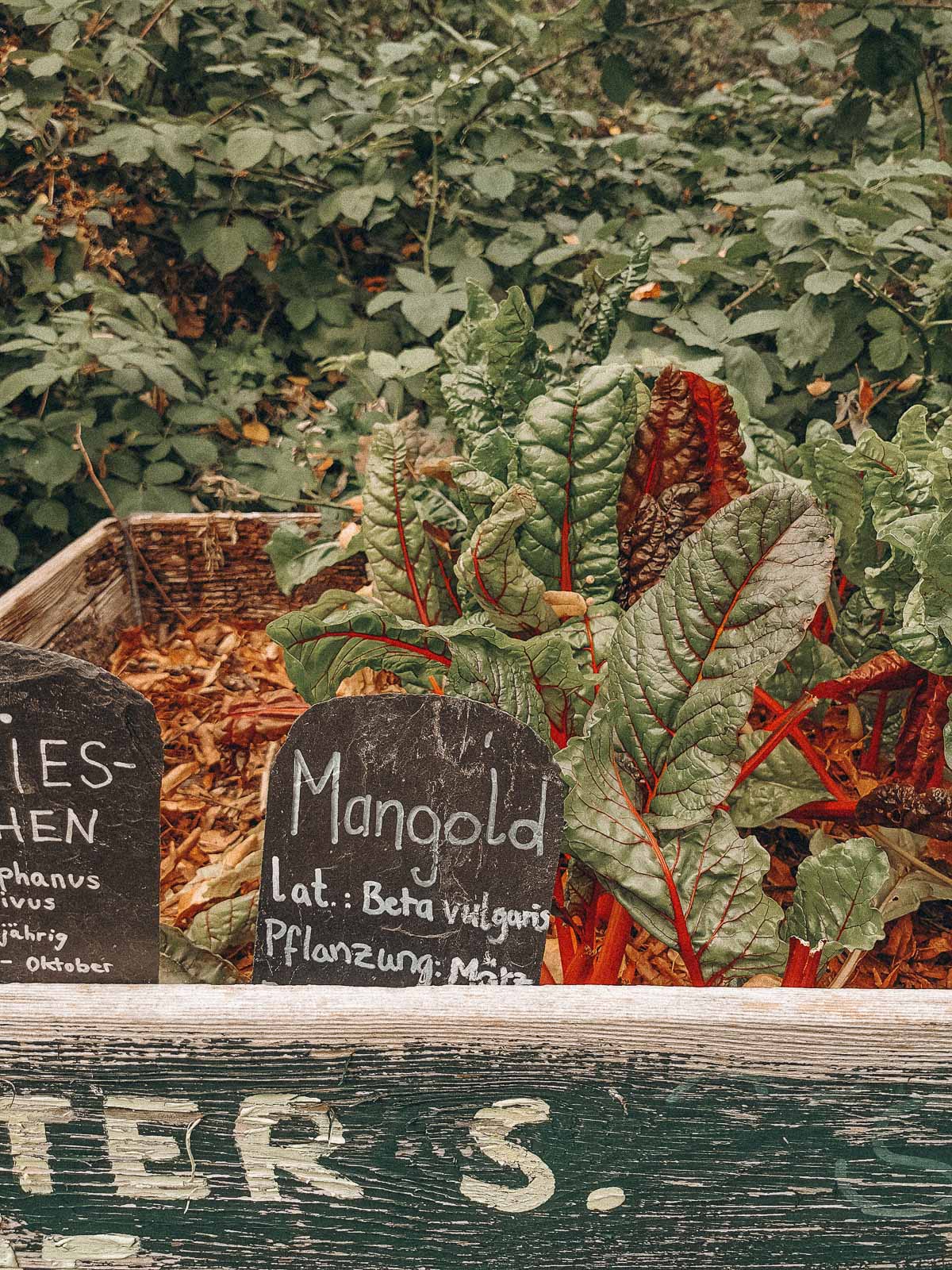 Garten Biodiversität fördern, Biodiversität fördern, Garten nachhaltig, Gärtnern nachhaltig, Münster, Campusgrün