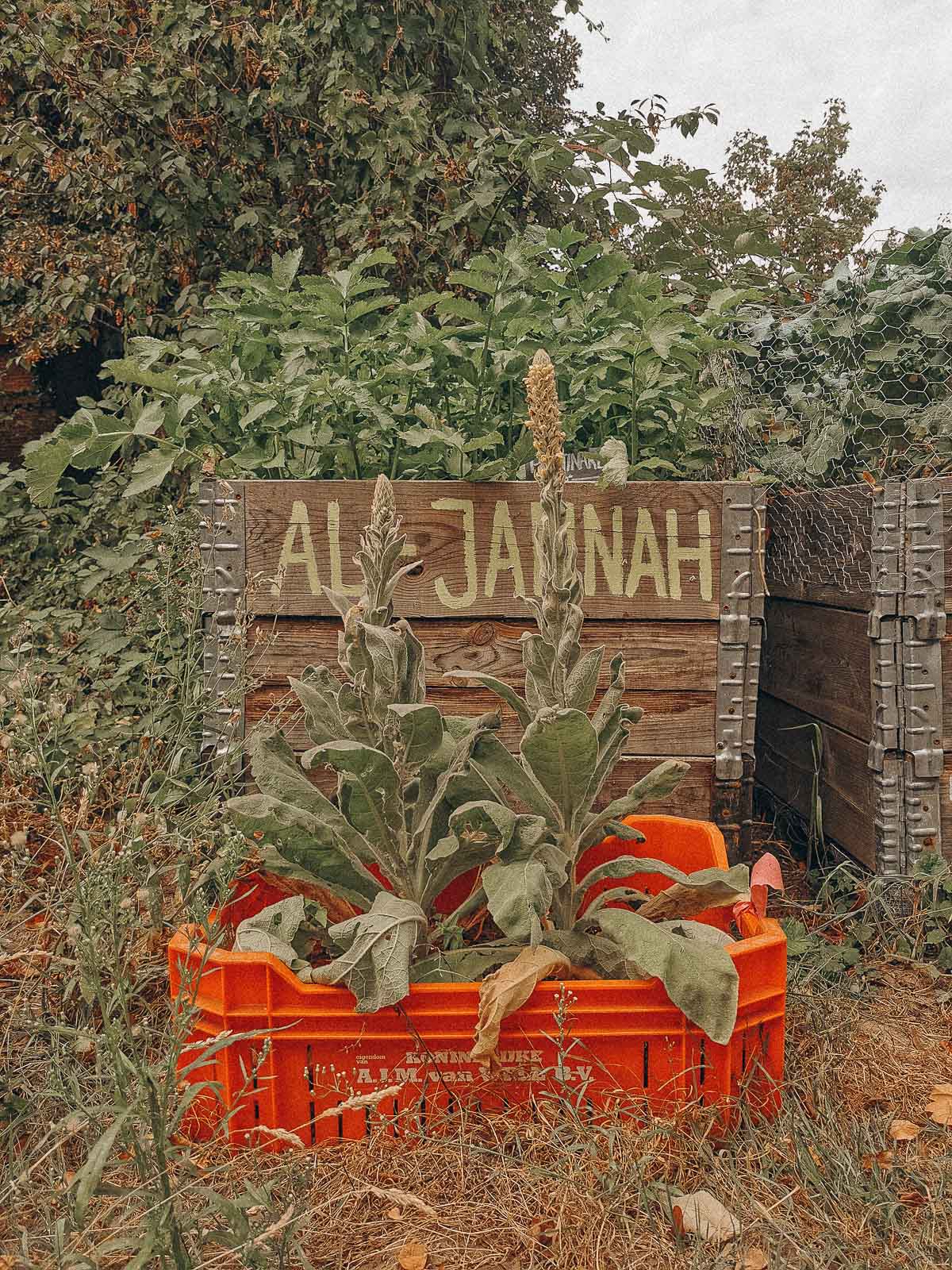 Garten Biodiversität fördern, Biodiversität fördern, Garten nachhaltig, Gärtnern nachhaltig, Münster, Campusgrün