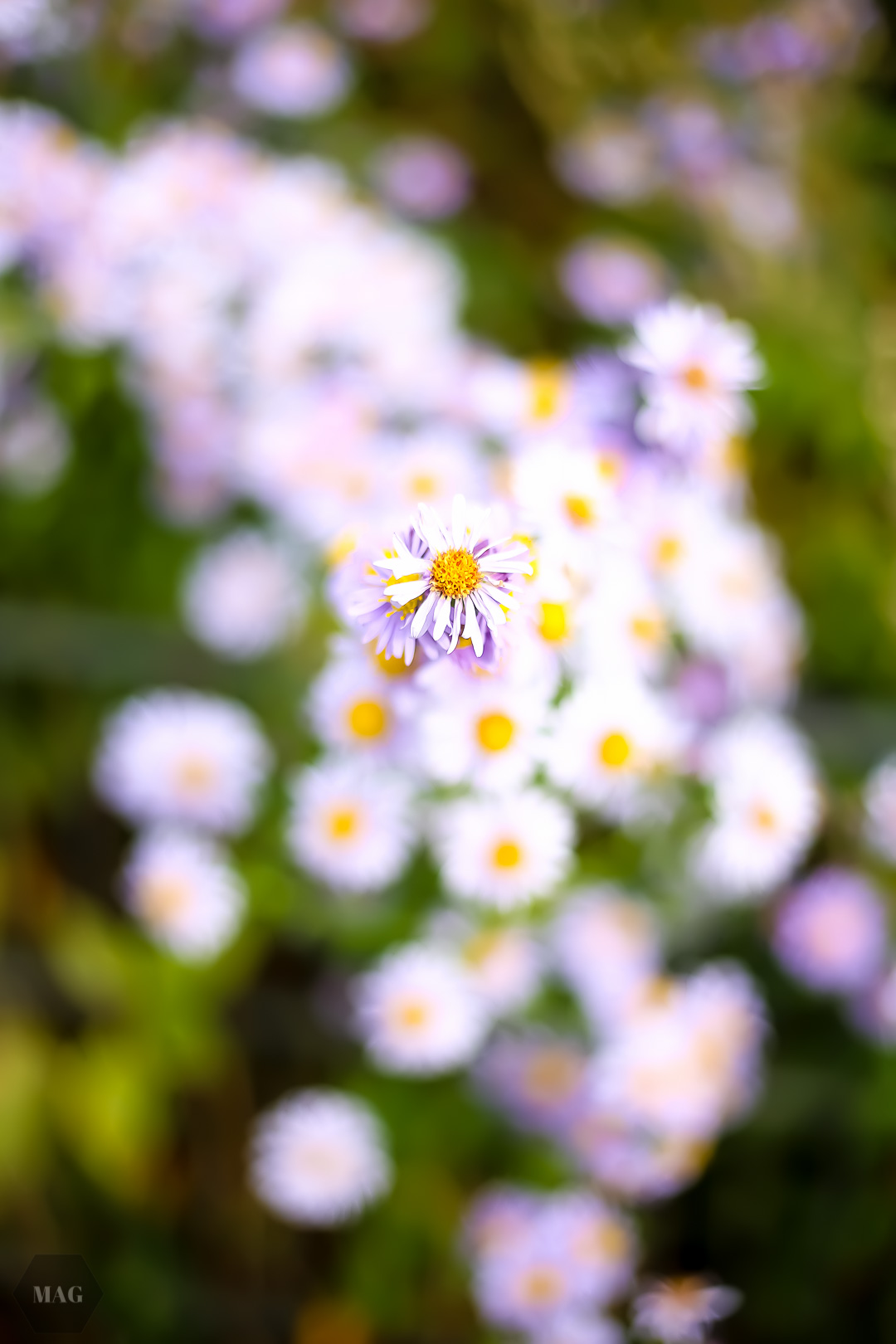 vegan geworden, veganismus, vegan werden, warum vegan