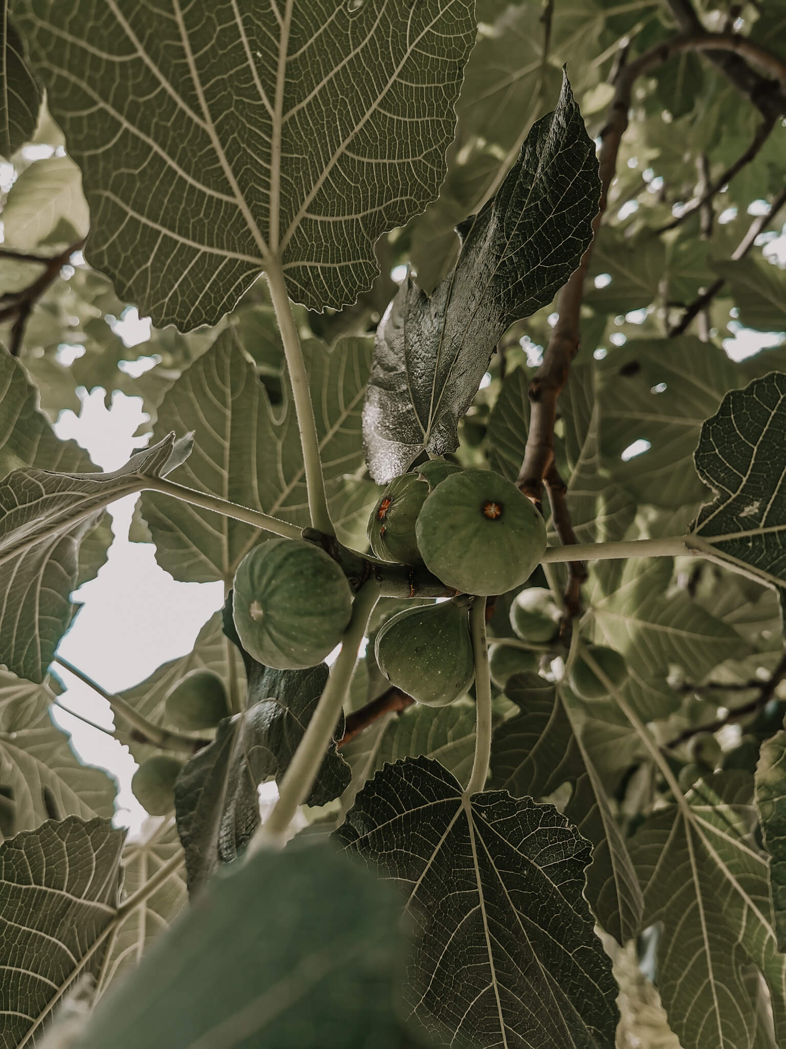 Klima-Angst, Klimakrise, Klimawandel, umgehen mit dem Klimawandel