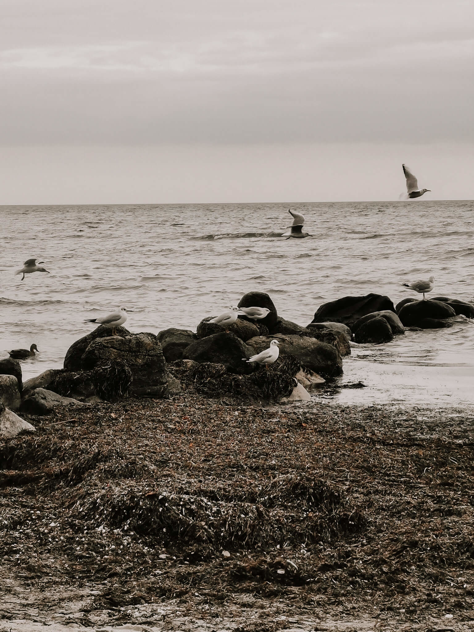Lübecker Bucht, Schleswig Holstein reisen, Lübeck Reisetipps, Lübecker Bucht Reisetipps, Lübecker Bucht vegan reisen, vegan reisen, Ostsee vegan, vegan reisen Ostsee