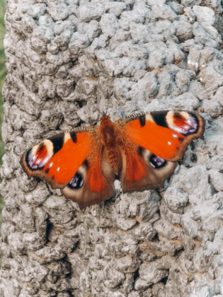 Naturhäuschen_ (42 von 90)