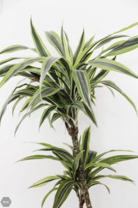 urban jungle, pflanzen zuhause, pflanzen für Anfänger, pflanzen Anfänger pflege, pflanzen kaufen nachhaltig, pflanzen online kaufen, pflanzen pflegen Anfänger, schwarzer Daumen Zimmerpflanzen, Zimmerpflanzen Anfänger, urban jungle bloggers