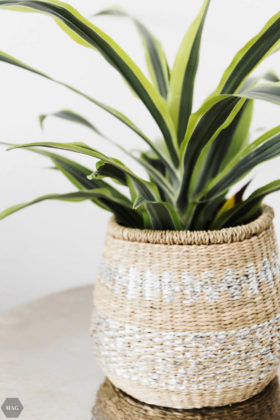 urban jungle, pflanzen zuhause, pflanzen für Anfänger, pflanzen Anfänger pflege, pflanzen kaufen nachhaltig, pflanzen online kaufen, pflanzen pflegen Anfänger, schwarzer Daumen Zimmerpflanzen, Zimmerpflanzen Anfänger, urban jungle bloggers