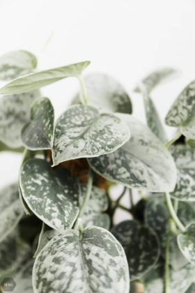 urban jungle, pflanzen zuhause, pflanzen für Anfänger, pflanzen Anfänger pflege, pflanzen kaufen nachhaltig, pflanzen online kaufen, pflanzen pflegen Anfänger, schwarzer Daumen Zimmerpflanzen, Zimmerpflanzen Anfänger, urban jungle bloggers