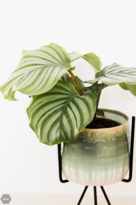 urban jungle, pflanzen zuhause, pflanzen für Anfänger, pflanzen Anfänger pflege, pflanzen kaufen nachhaltig, pflanzen online kaufen, pflanzen pflegen Anfänger, schwarzer Daumen Zimmerpflanzen, Zimmerpflanzen Anfänger, urban jungle bloggers