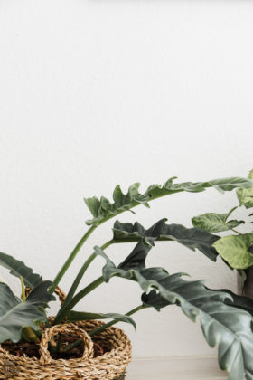 urban jungle, pflanzen zuhause, pflanzen für Anfänger, pflanzen Anfänger pflege, pflanzen kaufen nachhaltig, pflanzen online kaufen, pflanzen pflegen Anfänger, schwarzer Daumen Zimmerpflanzen, Zimmerpflanzen Anfänger, urban jungle bloggers