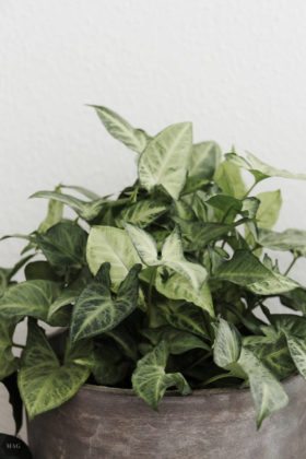 urban jungle, pflanzen zuhause, pflanzen für Anfänger, pflanzen Anfänger pflege, pflanzen kaufen nachhaltig, pflanzen online kaufen, pflanzen pflegen Anfänger, schwarzer Daumen Zimmerpflanzen, Zimmerpflanzen Anfänger, urban jungle bloggers