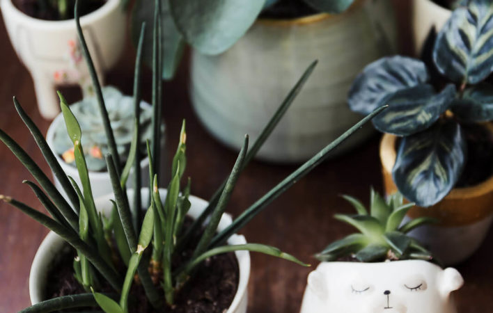 urban jungle, pflanzen zuhause, pflanzen für Anfänger, pflanzen Anfänger pflege, pflanzen kaufen nachhaltig, pflanzen online kaufen, pflanzen pflegen Anfänger, schwarzer Daumen Zimmerpflanzen, Zimmerpflanzen Anfänger, urban jungle bloggers