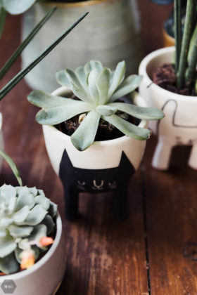 urban jungle, pflanzen zuhause, pflanzen für Anfänger, pflanzen Anfänger pflege, pflanzen kaufen nachhaltig, pflanzen online kaufen, pflanzen pflegen Anfänger, schwarzer Daumen Zimmerpflanzen, Zimmerpflanzen Anfänger, urban jungle bloggers