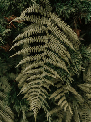 Privilegien, Intersektional, Intersektionaler Veganismus, Veganismus, Vegan, Nachhaltigkeit, Privilegien, Privilegiert Mittelschicht, weiße Mittelstandsfrau privilegiert, ist nachhaltig teuer, ist Nachhaltigkeit teuer