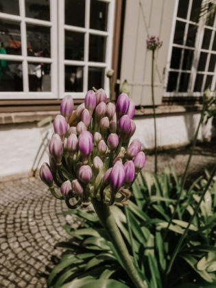 Privilegien, Intersektional, Intersektionaler Veganismus, Veganismus, Vegan, Nachhaltigkeit, Privilegien, Privilegiert Mittelschicht, weiße Mittelstandsfrau privilegiert, ist nachhaltig teuer, ist Nachhaltigkeit teuer