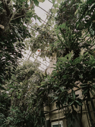 Privilegien, Intersektional, Intersektionaler Veganismus, Veganismus, Vegan, Nachhaltigkeit, Privilegien, Privilegiert Mittelschicht, weiße Mittelstandsfrau privilegiert, ist nachhaltig teuer, ist Nachhaltigkeit teuer