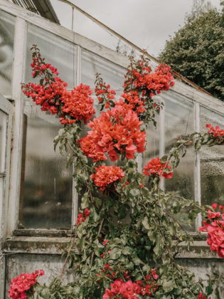 Privilegien, Intersektional, Intersektionaler Veganismus, Veganismus, Vegan, Nachhaltigkeit, Privilegien, Privilegiert Mittelschicht, weiße Mittelstandsfrau privilegiert, ist nachhaltig teuer, ist Nachhaltigkeit teuer