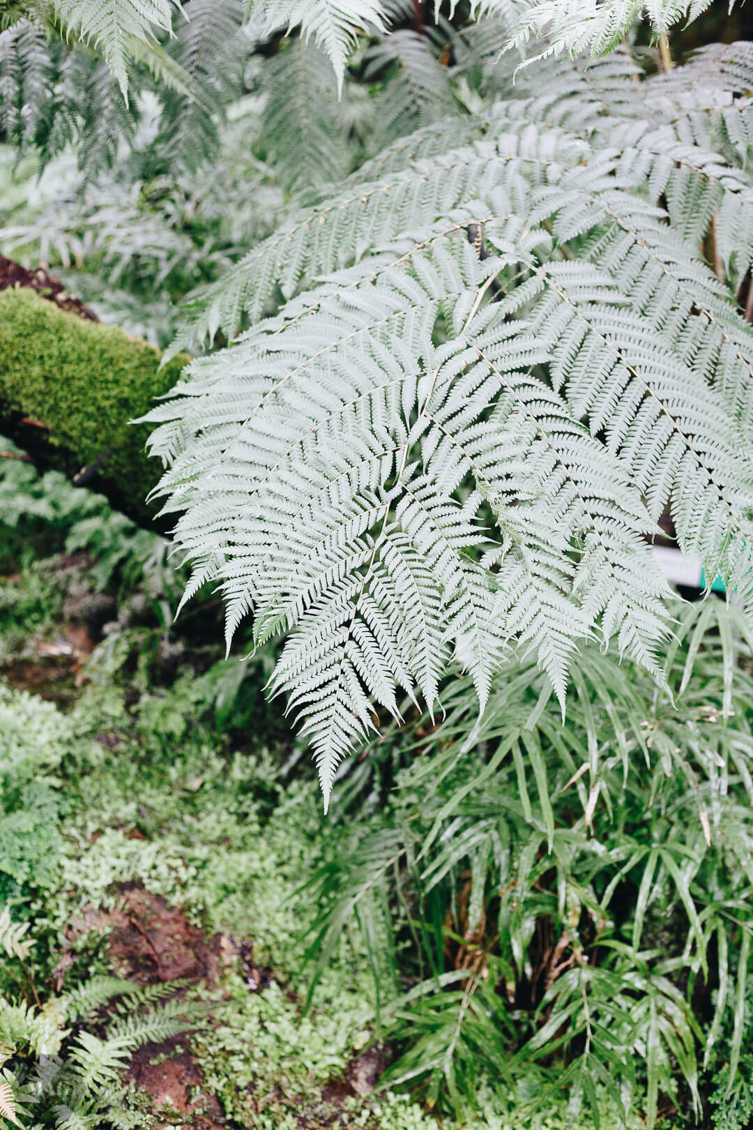 nachhaltig leben, nachhaltig leben wie, nachhaltig leben tipps, nachhaltig leben anfangen, tschüss, schweinehund, anfangen mit nachhaltigem leben, nachhaltig leben aber wie