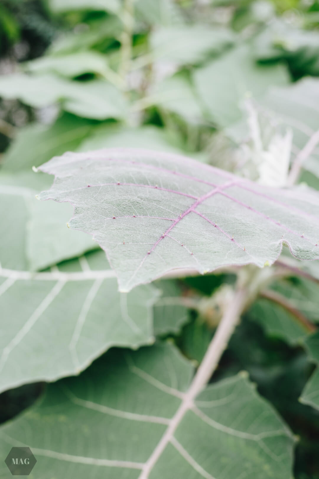 nachhaltig leben, nachhaltig leben wie, nachhaltig leben tipps, nachhaltig leben anfangen, tschüss, schweinehund, anfangen mit nachhaltigem leben, nachhaltig leben aber wie