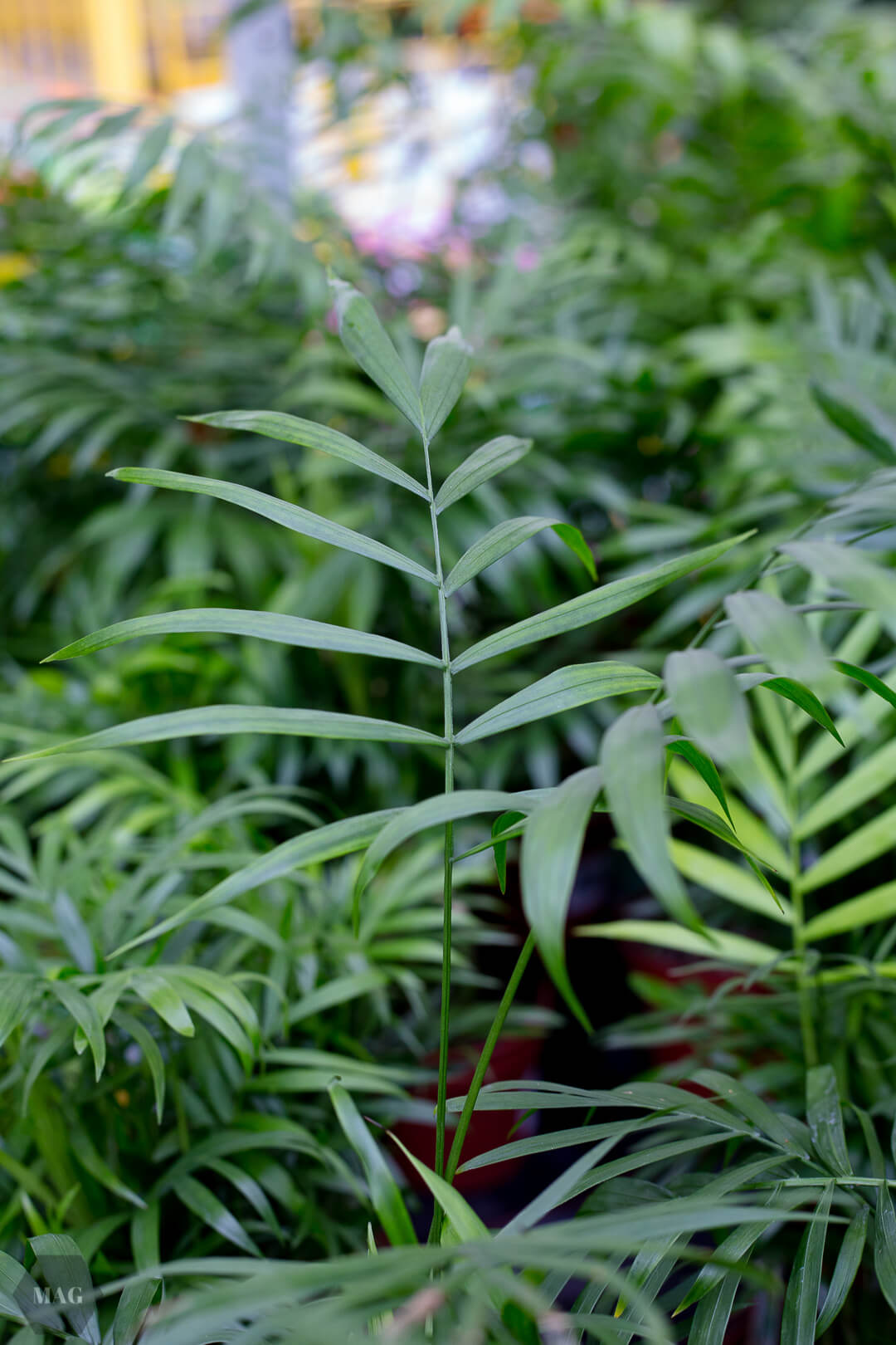 urban jungle bloggers, urban jungle bloggers buch, wohnen in grün, wohnen in grün buch, rezension urban jungle bloggers, wohnen in grün dekorieren und stylen mit pflanzen, wohnen in grün callwey verlag