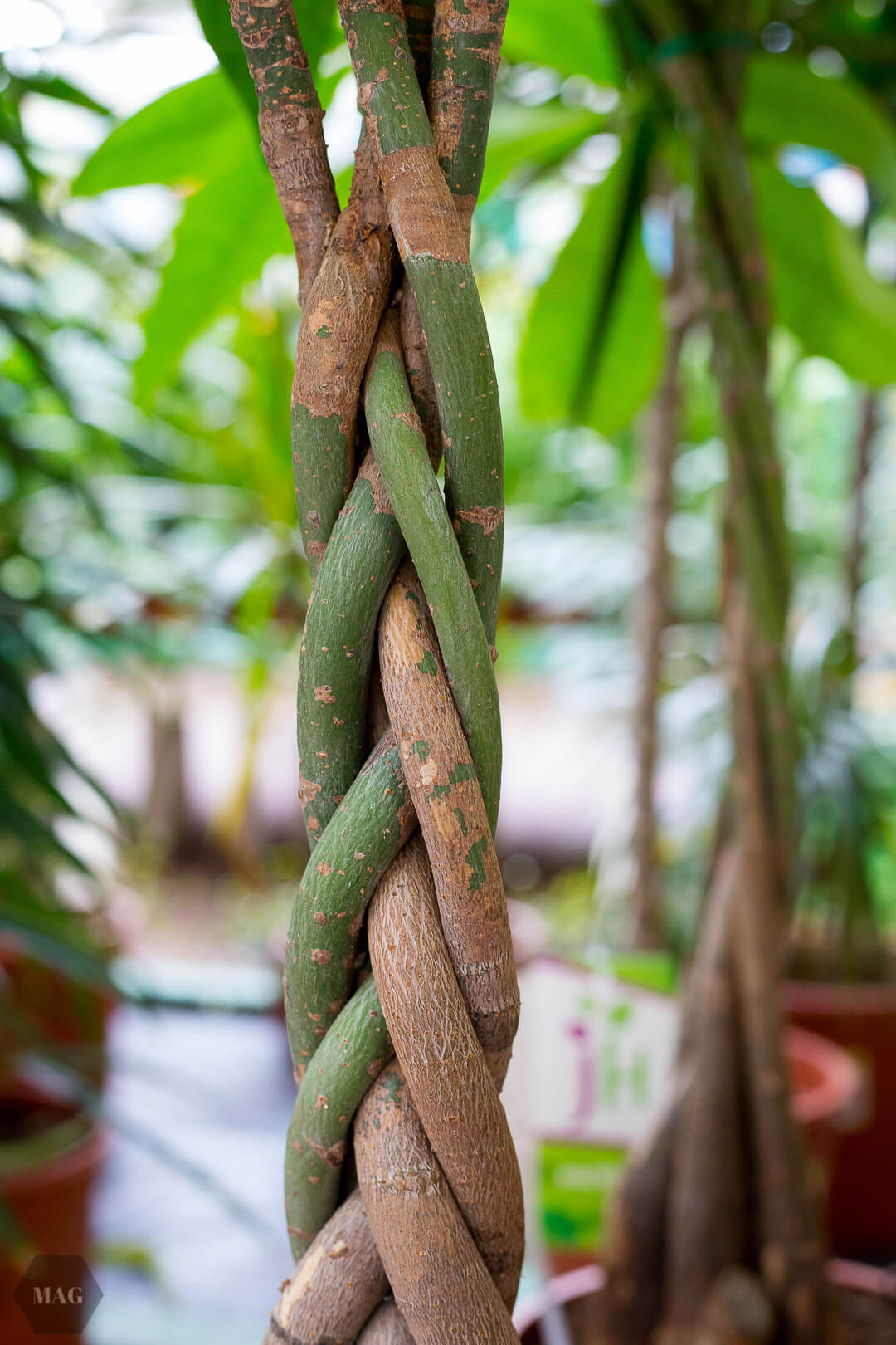 urban jungle bloggers, urban jungle bloggers buch, wohnen in grün, wohnen in grün buch, rezension urban jungle bloggers, wohnen in grün dekorieren und stylen mit pflanzen, wohnen in grün callwey verlag