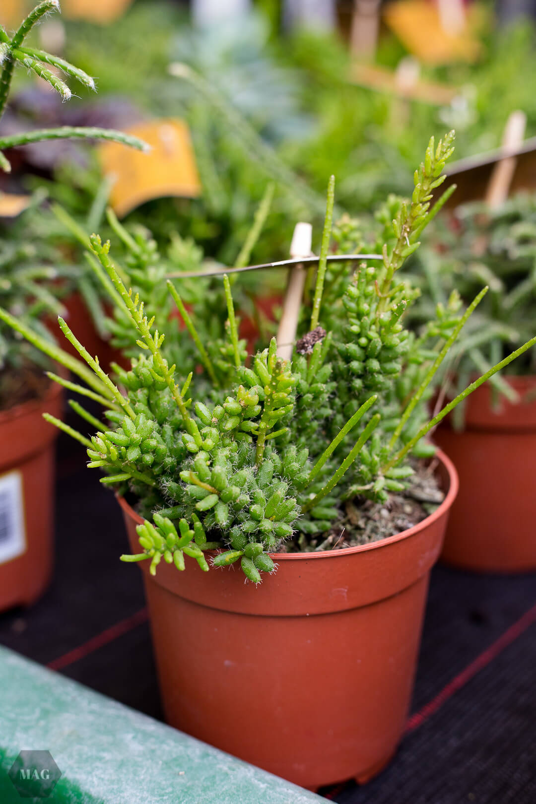 urban jungle bloggers, urban jungle bloggers buch, wohnen in grün, wohnen in grün buch, rezension urban jungle bloggers, wohnen in grün dekorieren und stylen mit pflanzen, wohnen in grün callwey verlag