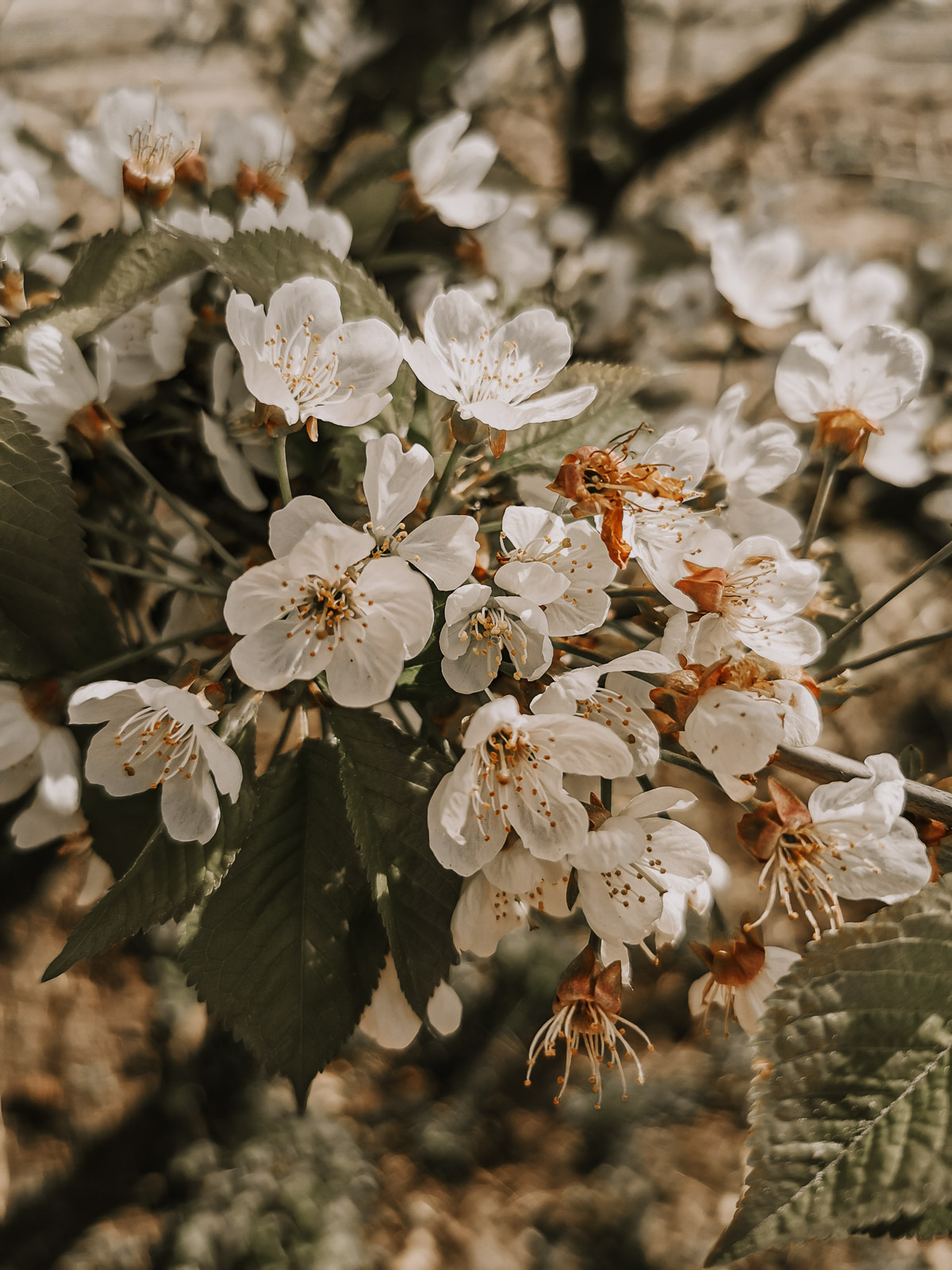 Valle ō Valle, Valle o Valle, Kimonos Deutschland kaufen, Kimono fair fashion, langer cardigan fair fashion, faire mode, fair fashion deutschland, fair fashion Österreich, faire mode online kaufen, faire mode große größen