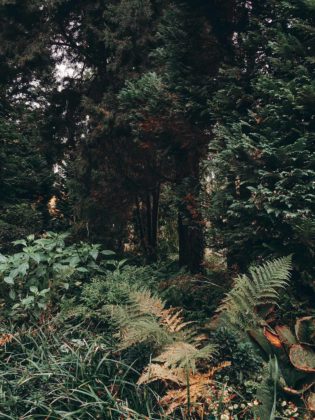 Veränderung_Wildling (43 von 46)