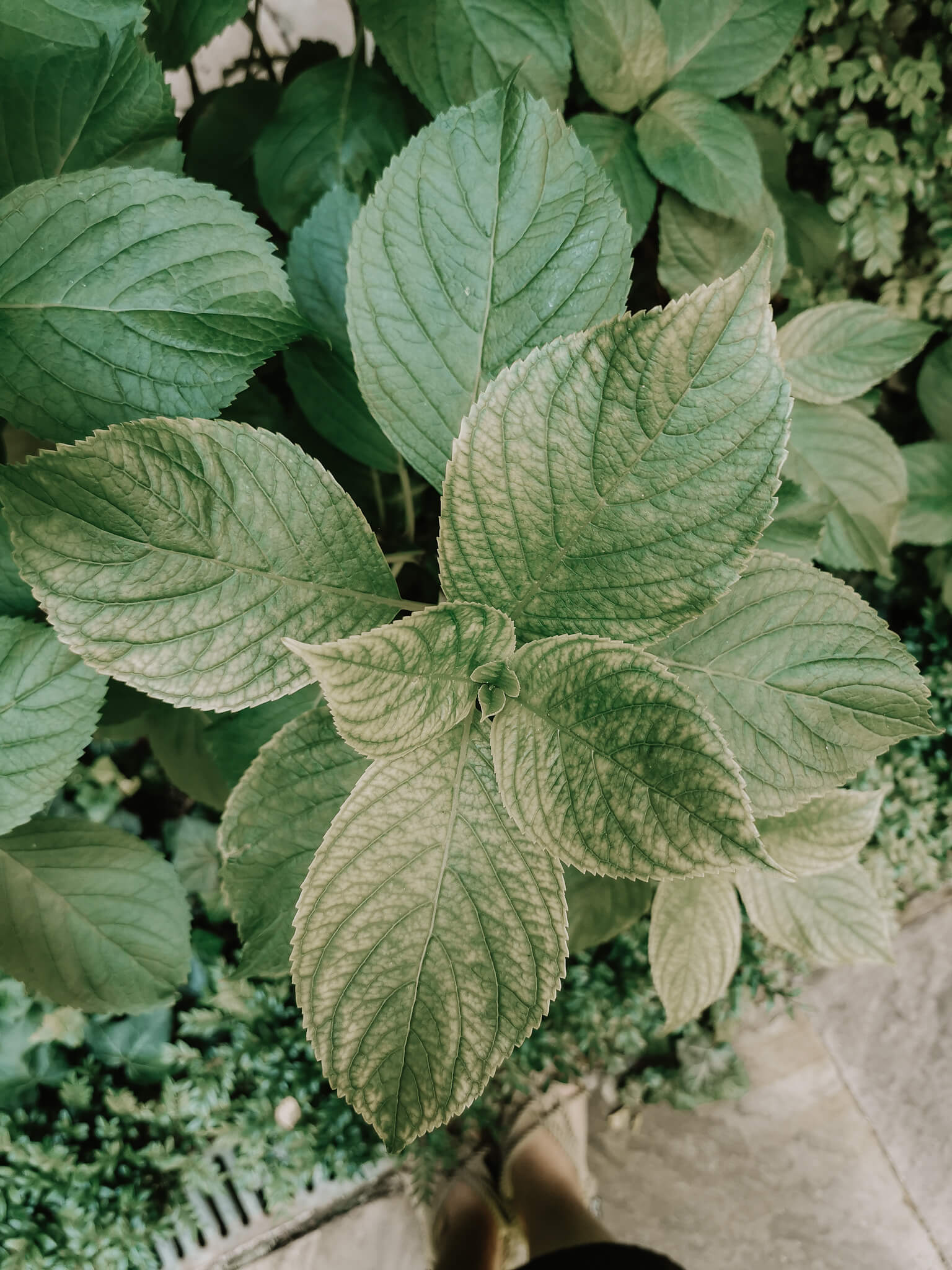 Wien, Green Blogger Event, Green Blogger, Nachhaltig reisen, Wien reisen öko, Wien Reisetipps nachhaltig, Wien nachhaltig Adressen, Wien Adressen öko