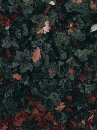 Wildling Second Hand (86 von 91)