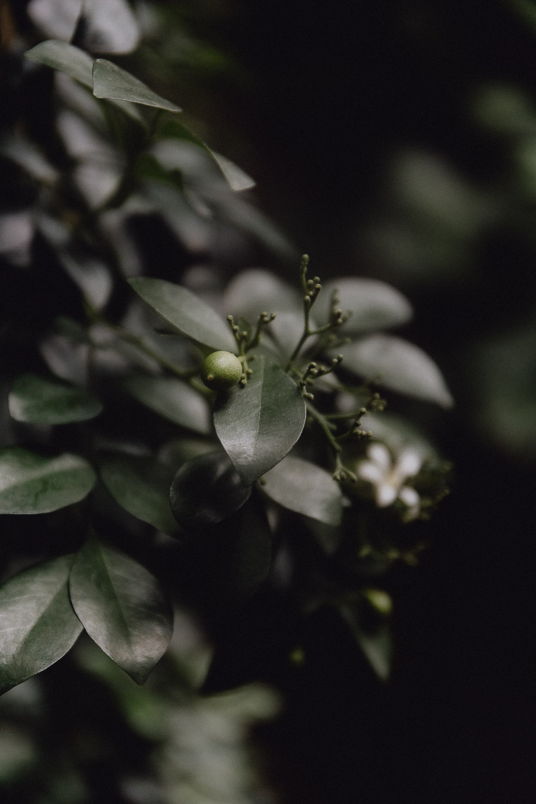 naturkosmetik, acaraa, natürlich pflege für die haut, natürliche Hautpflege, Naturkosmetik vegan, Naturkosmetik marken, Naturkosmetik labels, Damen Naturkosmetik, Naturkosmetik shop, vegane Kosmetik, kosmetik ohne Tierversuche