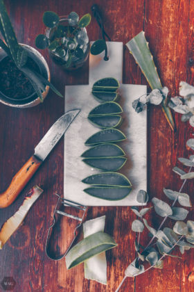 aloe vera (2 von 1) Aloe Vera, aloe vera, aloe vera gel, aloe vera diy kostmetik, diy naturkosmetik, diy kosmetik, kosmetik selber machen, Selbermachen Naturkosmetik, aloe vera gel selber machen, aloe vera gel wie verarbeiten