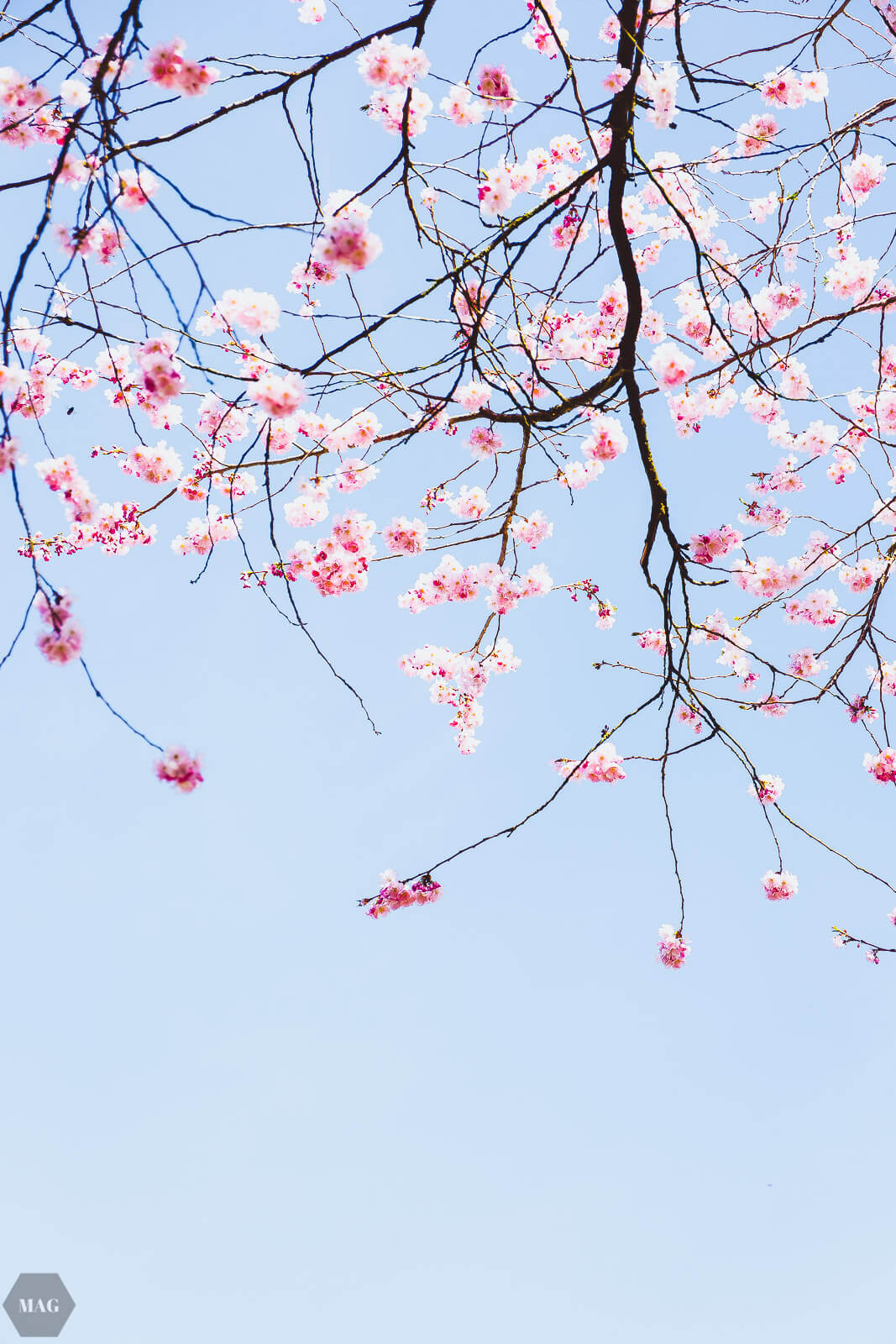 aussterben von arten, Frühling, Kirschblüten, Blumen, nachhaltig, nachhaltiger blog, Evolution und das aussterben von arten, aussterben von arten, Frühlingsgedanken, Frühlingsgefühle, Frühlingsblumen