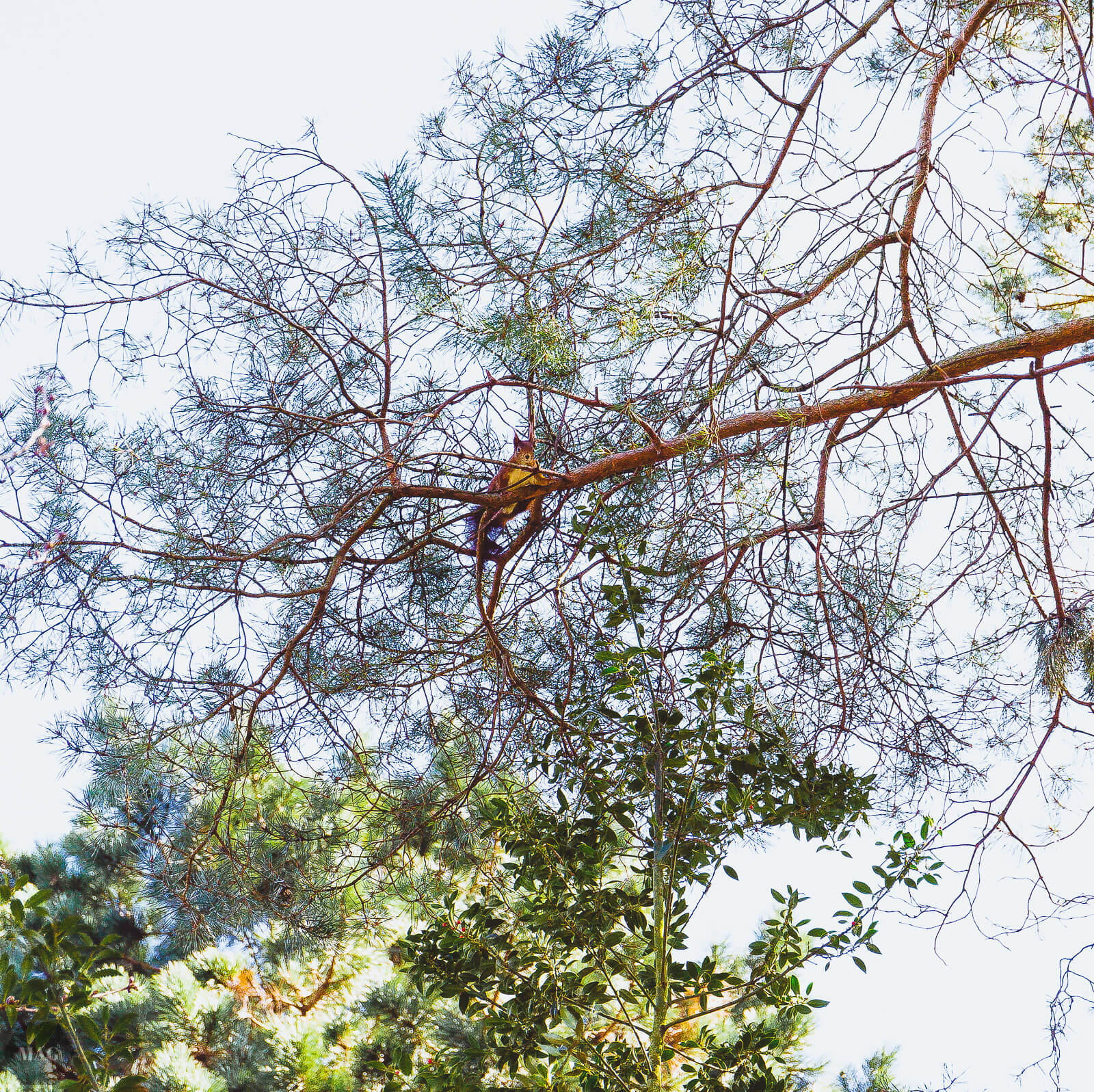 aussterben von arten, Frühling, Kirschblüten, Blumen, nachhaltig, nachhaltiger blog, Evolution und das aussterben von arten, aussterben von arten, Frühlingsgedanken, Frühlingsgefühle, Frühlingsblumen