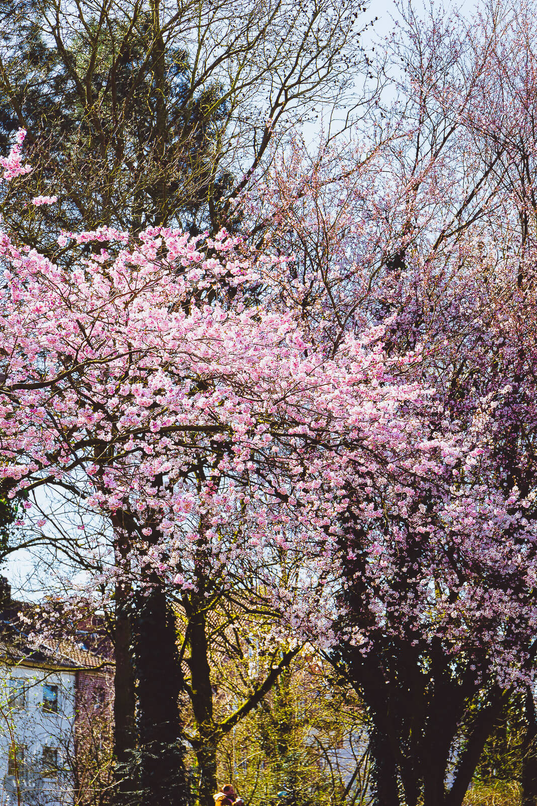 aussterben von arten, Frühling, Kirschblüten, Blumen, nachhaltig, nachhaltiger blog, Evolution und das aussterben von arten, aussterben von arten, Frühlingsgedanken, Frühlingsgefühle, Frühlingsblumen
