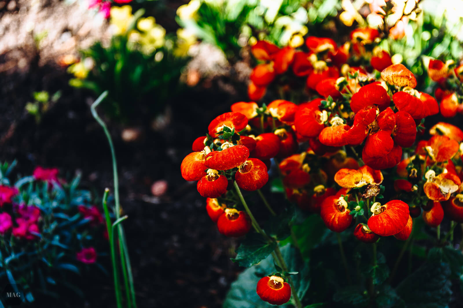 aussterben von arten, Frühling, Kirschblüten, Blumen, nachhaltig, nachhaltiger blog, Evolution und das aussterben von arten, aussterben von arten, Frühlingsgedanken, Frühlingsgefühle, Frühlingsblumen