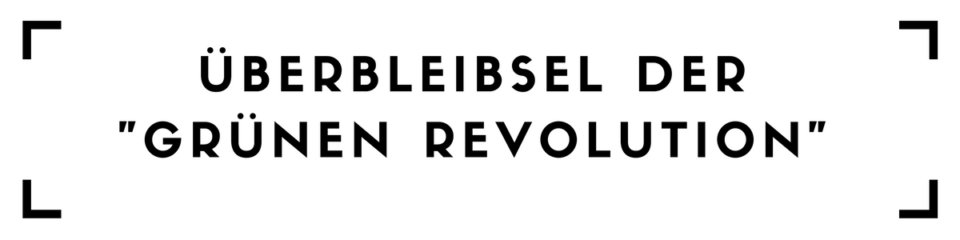 biologischer reisanbau, fairer reis, gepa, reis, reis anbauen, nachhaltiger reis