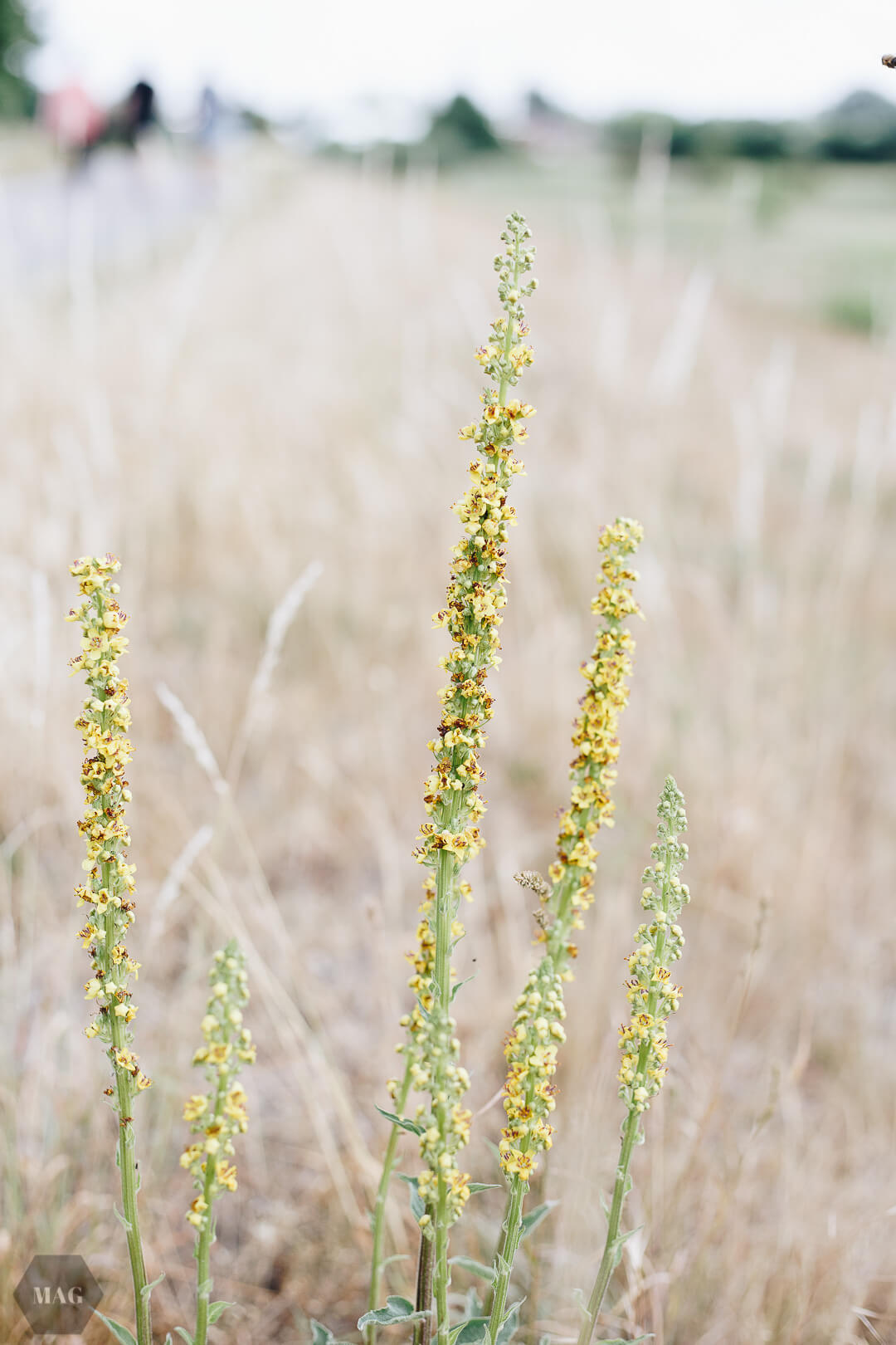 Greenpeace Energy, Ökostrom, Greenpeace Energy Ökostrom, Wechsel zu Ökostrom von Greenpeace, Wechsel zu Ökostrom Greenpeace Anleitung, Energywende, Umsteigen nachhaltiger Strom, Ökostrom Wechsel