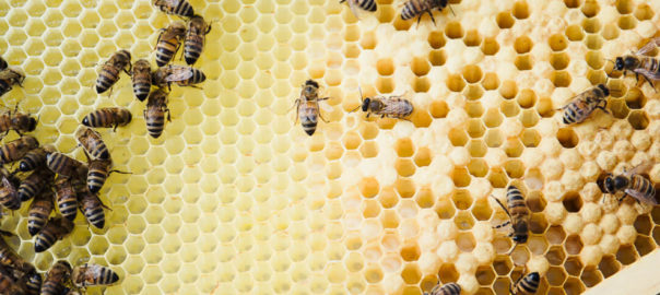 Biene wow flotte Honigbiene