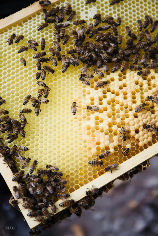 Bienen und Veganer, Bienen vegan, Honig vegan, Veganer und Honig, Honig und vegan, Honig vegan, veganer Honig, guter Honig, wesensgerecht Imkern, Honig Tierschutz, Honig Naturschutz