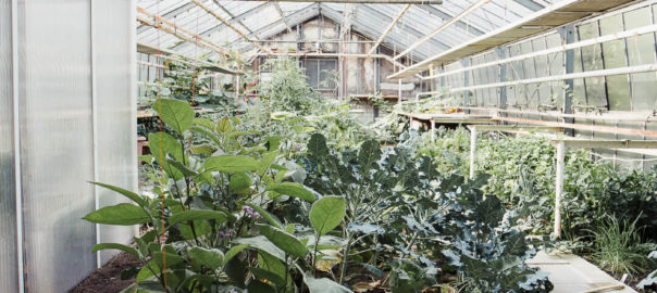 Gewächshaus, Waldsinnig, Landschaftsgartenbau Münster, Gartenbau Münster, Scheidtmann Gartenbau Münster, Scheidtmann Gartenbau, Landschaftsbau Scheidtmann Münster, Gartenbau Münster, Gewächshaus, saisonales Gemüse, Selbstversoger