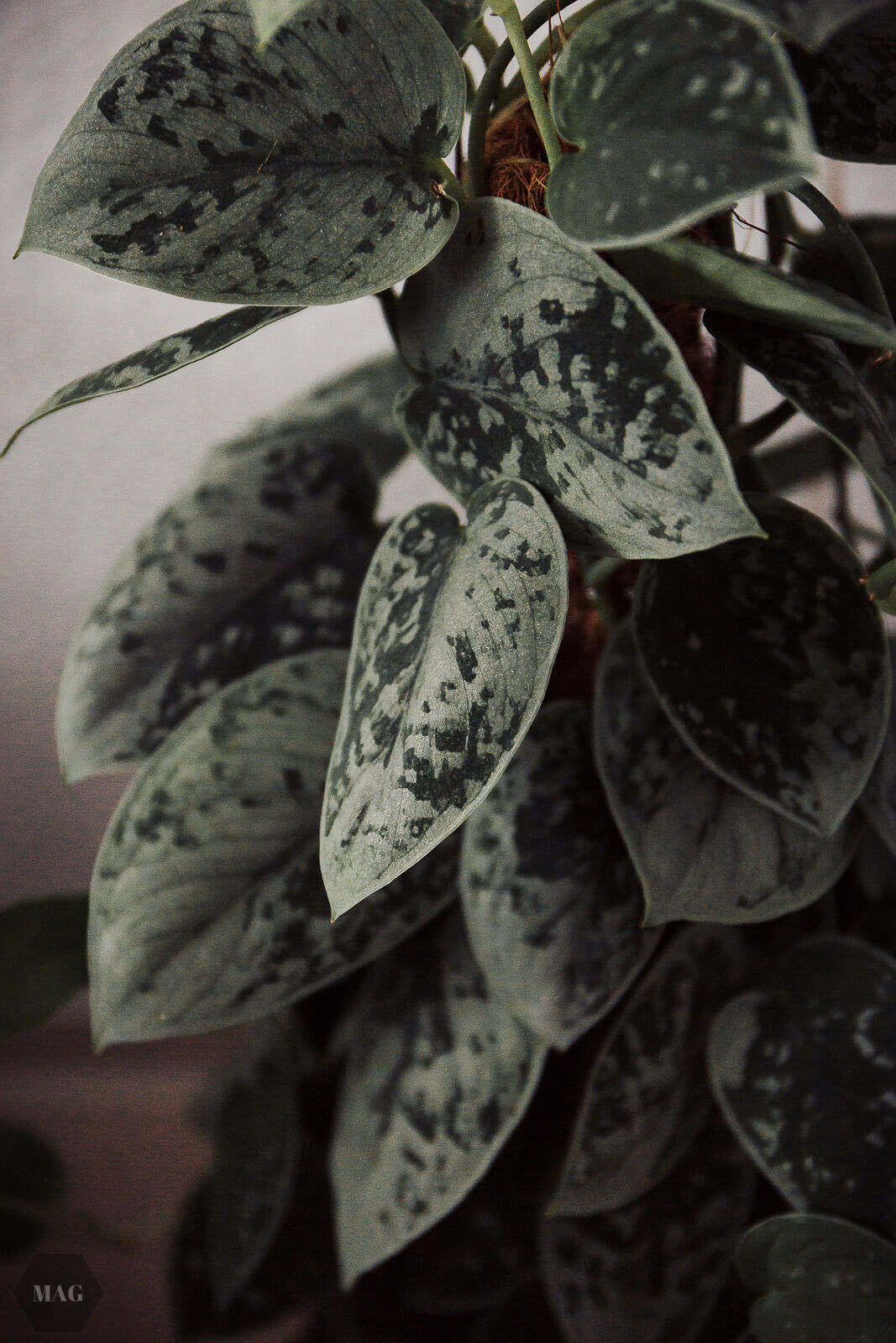 ich mache nicht genug, umweltschutz, klima, veganismus, gesellschaftskritik, generation, die nicht leiden musste, generation y