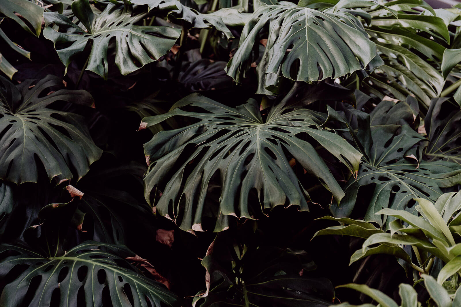 lana, Lana Italien, Lana Südtirol, Reise nach Südtirol, Reisen Südtirol vegan, Vegan Reisen, Vegan Reisen Blog, Südtirol Bio Hotel, Bio Hotel, Bio Reisen Italien, Reisen Italien Blog, Reisen Italien Erfahrungen, Reisen Südtirol Erfahrungen, Bozen Italien Blog