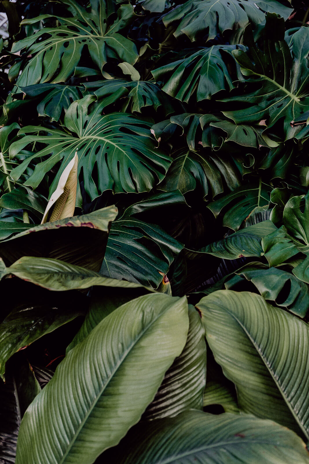 lana, Lana Italien, Lana Südtirol, Reise nach Südtirol, Reisen Südtirol vegan, Vegan Reisen, Vegan Reisen Blog, Südtirol Bio Hotel, Bio Hotel, Bio Reisen Italien, Reisen Italien Blog, Reisen Italien Erfahrungen, Reisen Südtirol Erfahrungen, Bozen Italien Blog