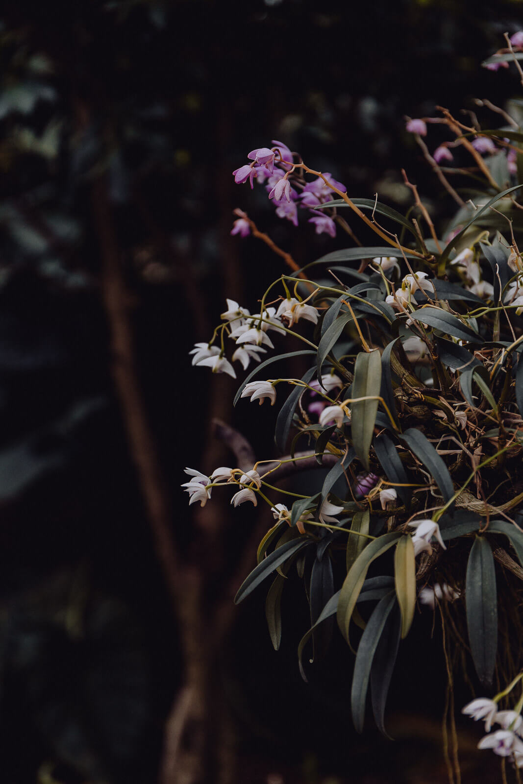 lana, Lana Italien, Lana Südtirol, Reise nach Südtirol, Reisen Südtirol vegan, Vegan Reisen, Vegan Reisen Blog, Südtirol Bio Hotel, Bio Hotel, Bio Reisen Italien, Reisen Italien Blog, Reisen Italien Erfahrungen, Reisen Südtirol Erfahrungen, Bozen Italien Blog