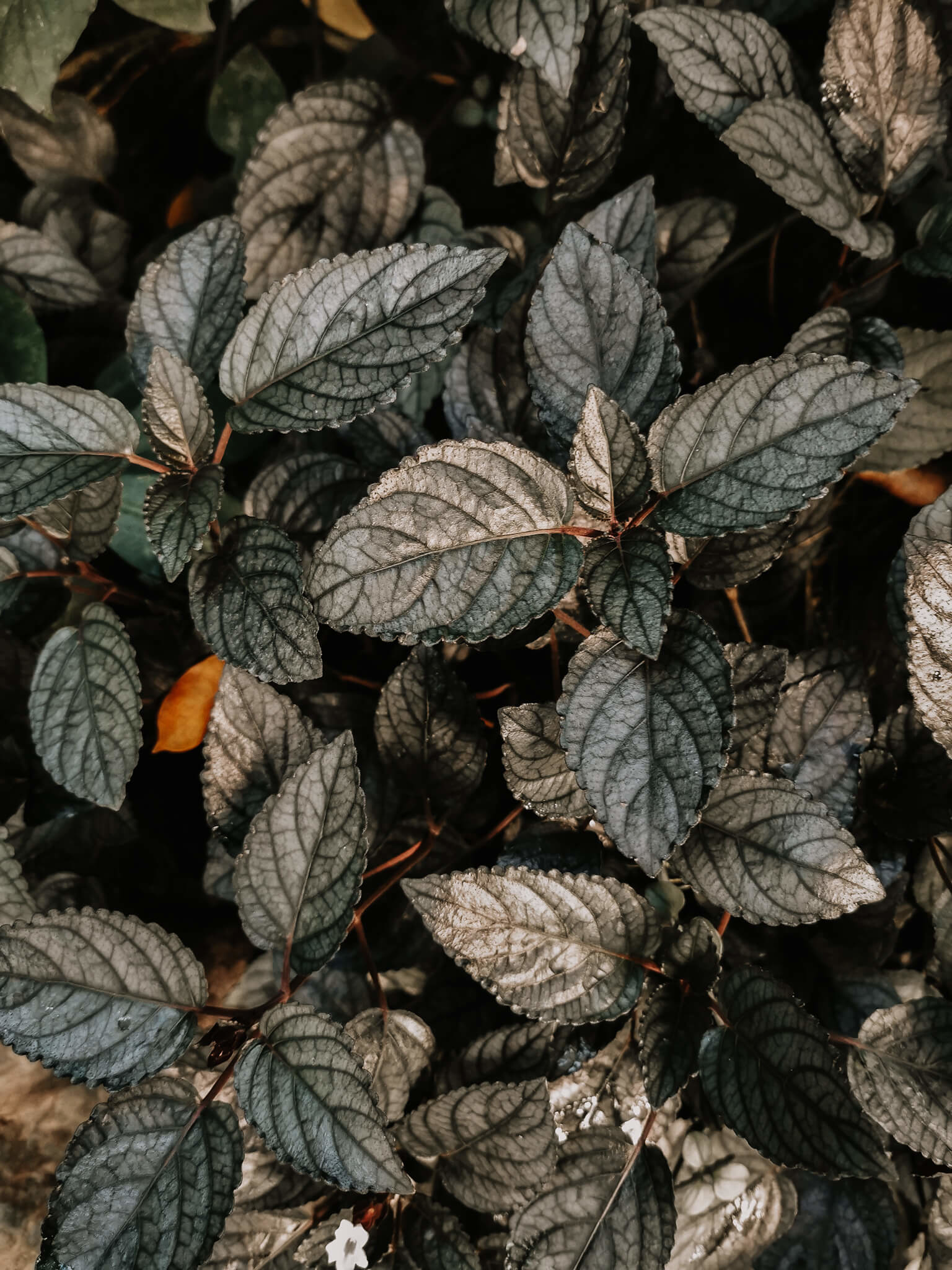 Learning, Green Fails, Nachhaltigkeit, Perfektion, Perfekt, Umperfekt, nachhaltig leben, Nachhaltigkeit, Nachhaltigkeit im Alltag