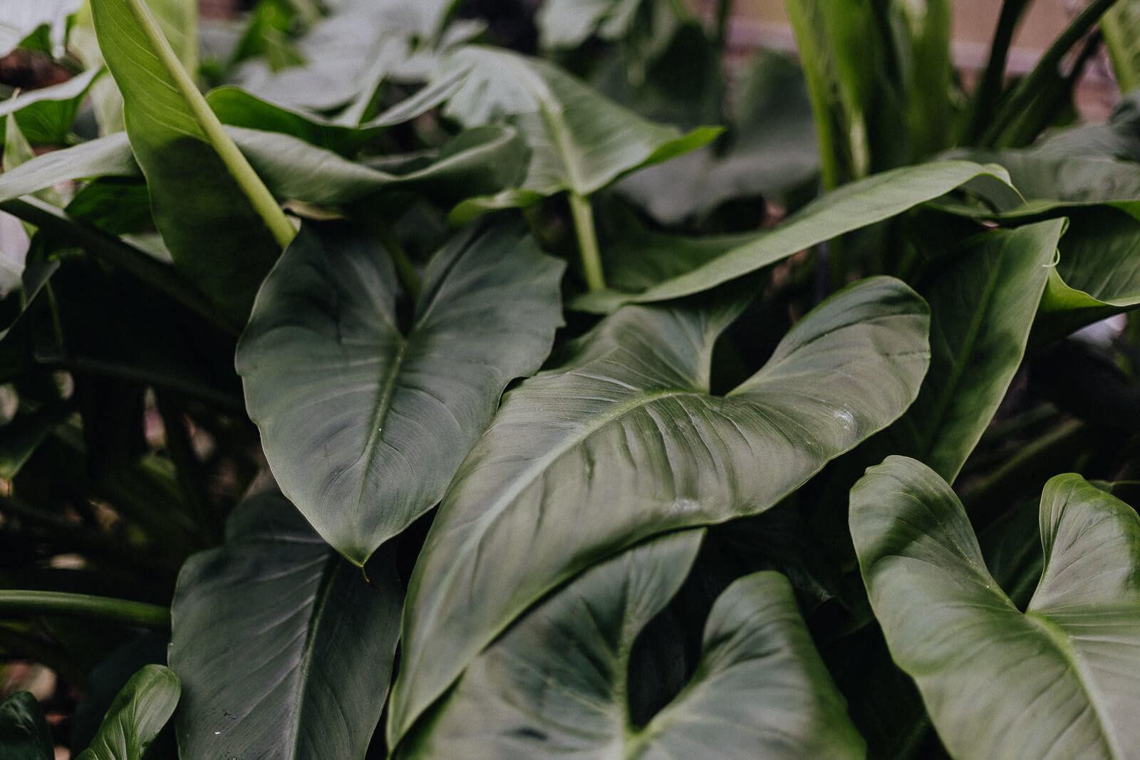 leistungsgesellschaft, 40 stunden Woche, introvertiert arbeiten, hochsensibel arbeiten, hochsensibel arbeiten Vollzeit, Vollzeit arbeiten Probleme, Vollzeit 40 Stunden arbeiten introvertiert, introvertierte Vollzeit arbeiten