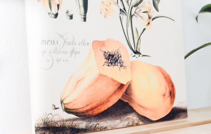 Posterlounge, poster, Bilder auf holz, Holzbilder, auf holz drucken, fsc holz Bilder, fsc holz Posterlounge, pflanzenprints, botanische Wandbilder, Wandbild botanisch