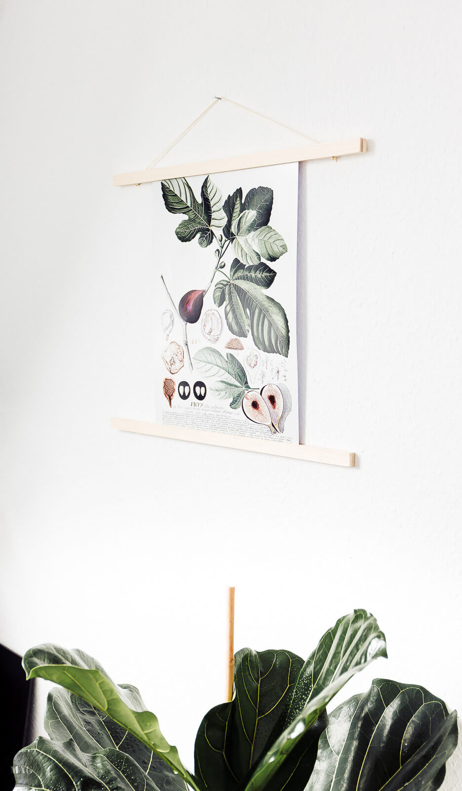 Posterlounge, poster, Bilder auf holz, Holzbilder, auf holz drucken, fsc holz Bilder, fsc holz Posterlounge, pflanzenprints, botanische Wandbilder, Wandbild botanisch